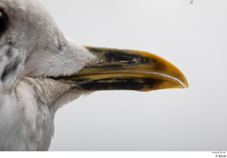 Common gull Larus Canus beak mouth 0006.jpg